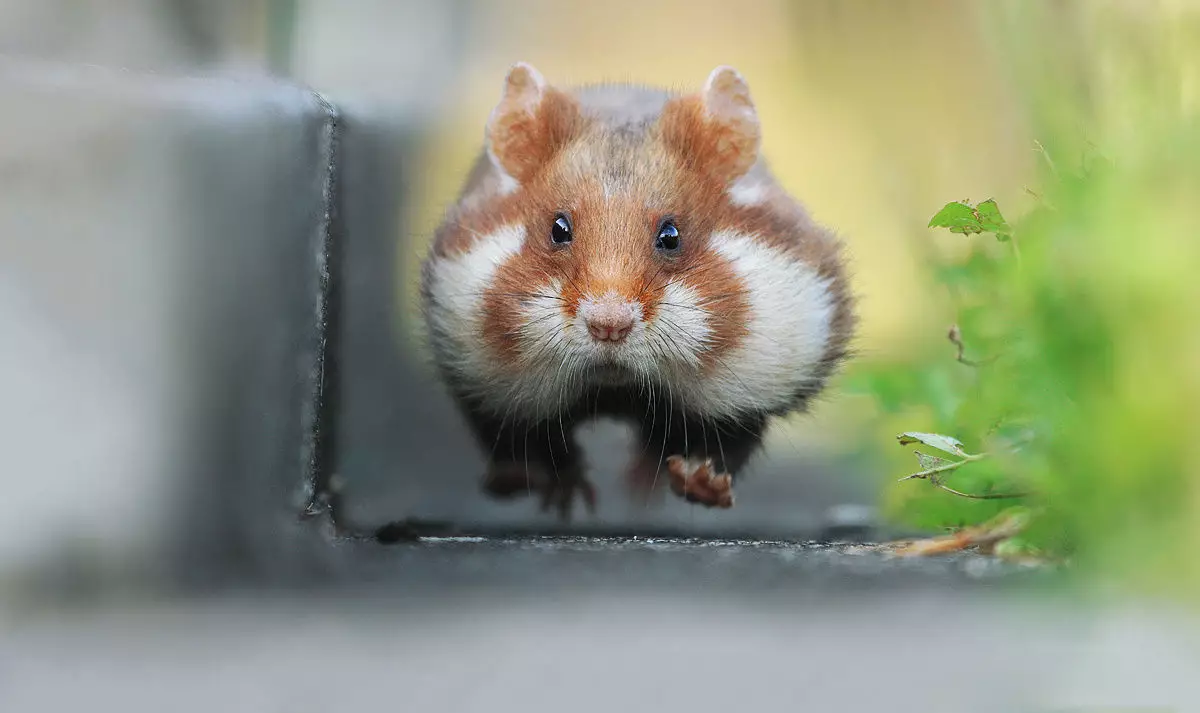 This Picture Of A Determined Hamster Got Photoshopped To Fuck