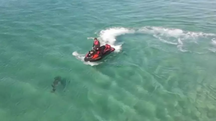 Jet Ski Rider Attacked By Three-Metre Bull Shark In Australia 