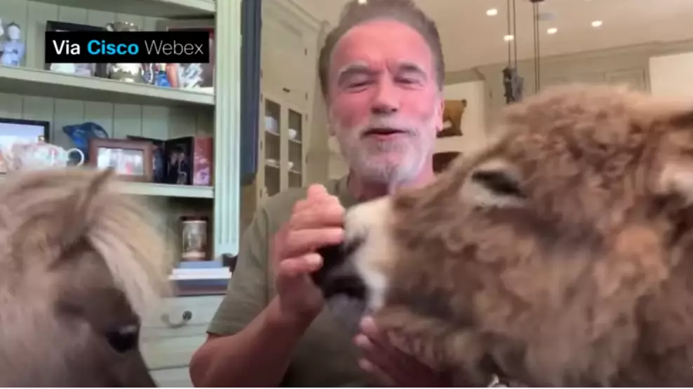 Arnold Schwarzenegger's Adorable Pets Gatecrash Interview With Jimmy Kimmel 