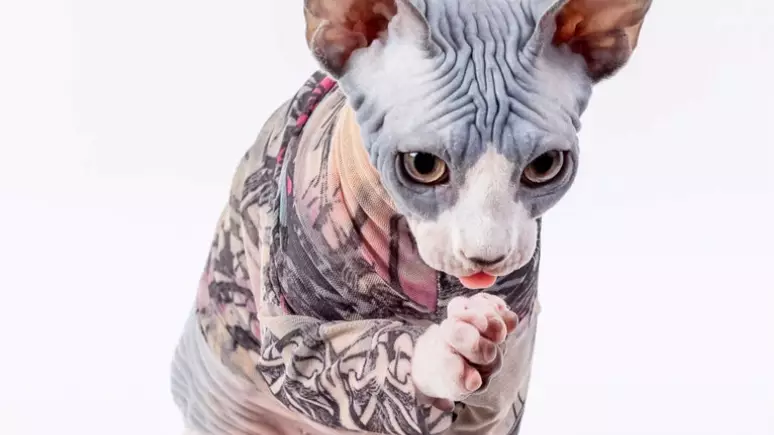 You Can Now Get Tattoo Sleeves For Your Cat 