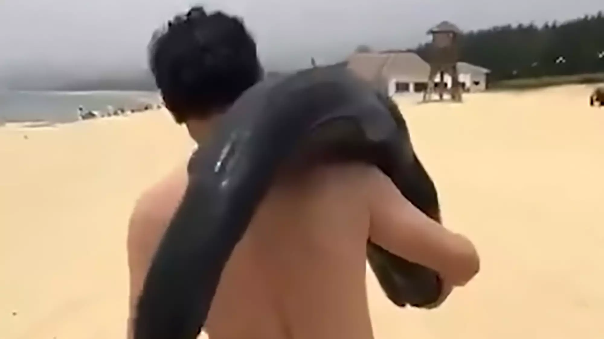 Chinese Police Looking For Man Who Carried Off A Beached Dolphin
