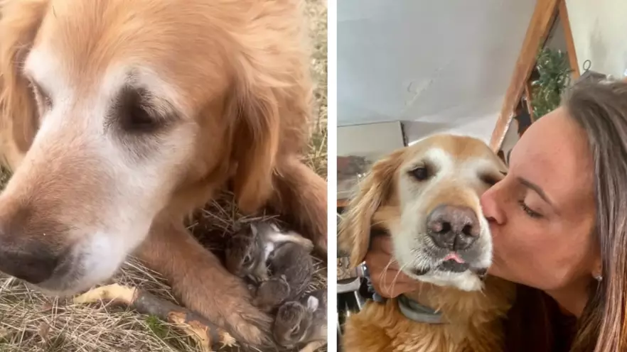 Golden Retriever Rescues Six Bunnies In Adorable Footage 
