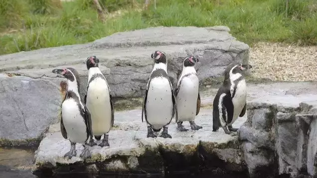 Iceland Is Donating All Profits From Penguin Bars To Chester Zoo