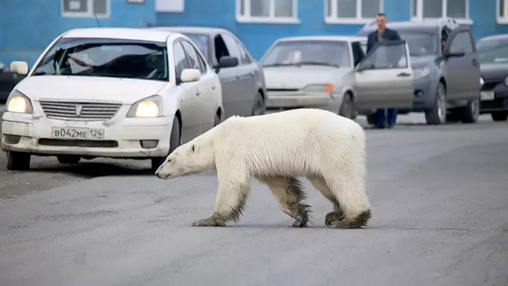 Starving Polar Bear Seen Searching Streets For Food After Getting Lost