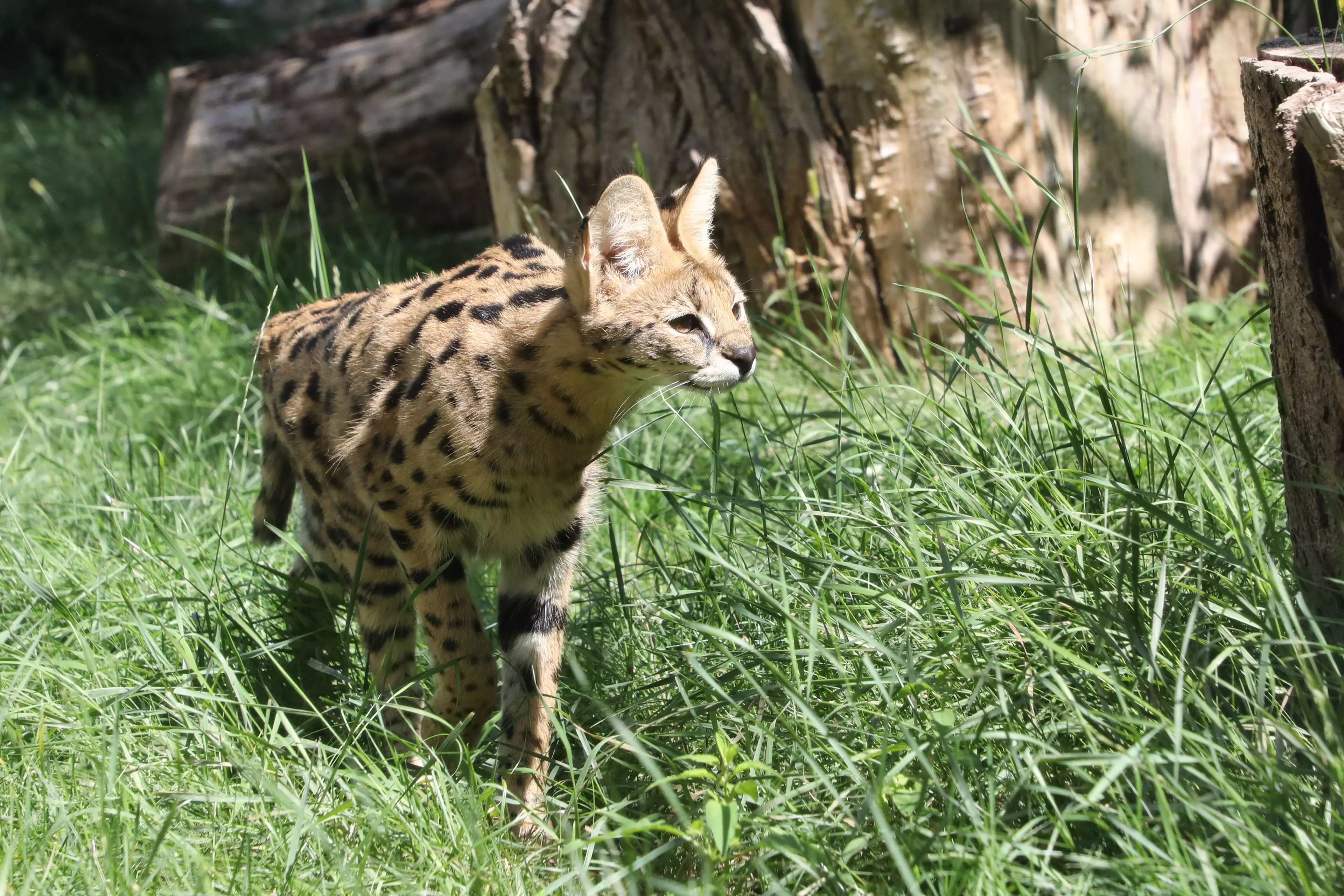 Savannah cats are a cross between a domestic cat and a serval (pictured).