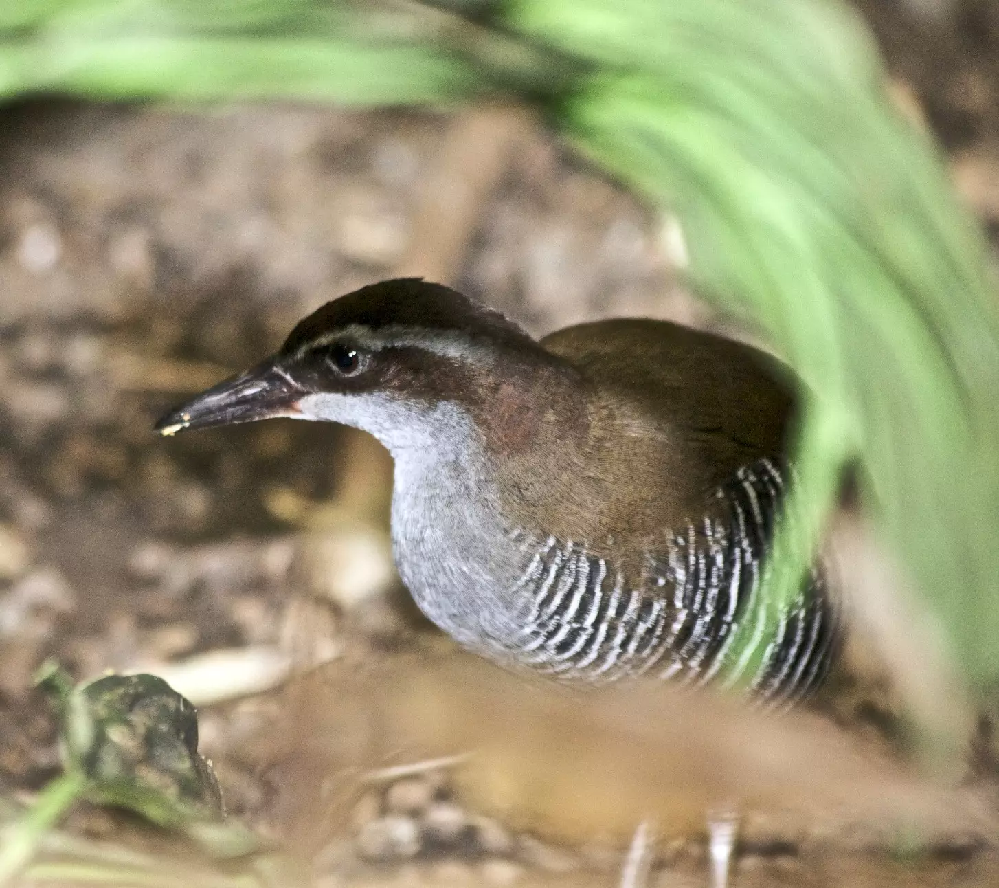 The flightless Rail was almost wiped out by brown snakes introduced during World War Two.