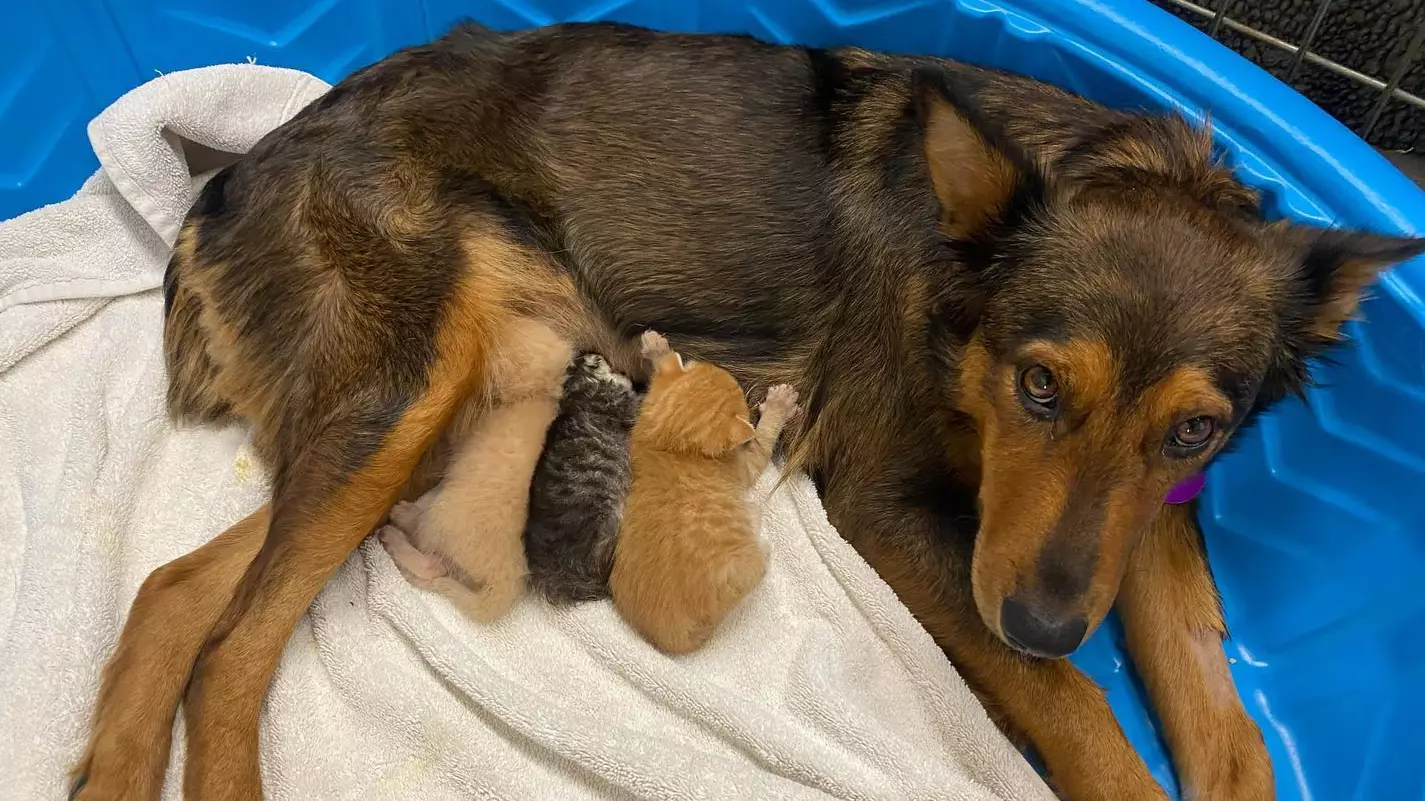 Grieving Dog Who Lost Litter Adopts Trio Of Orphaned Kittens 