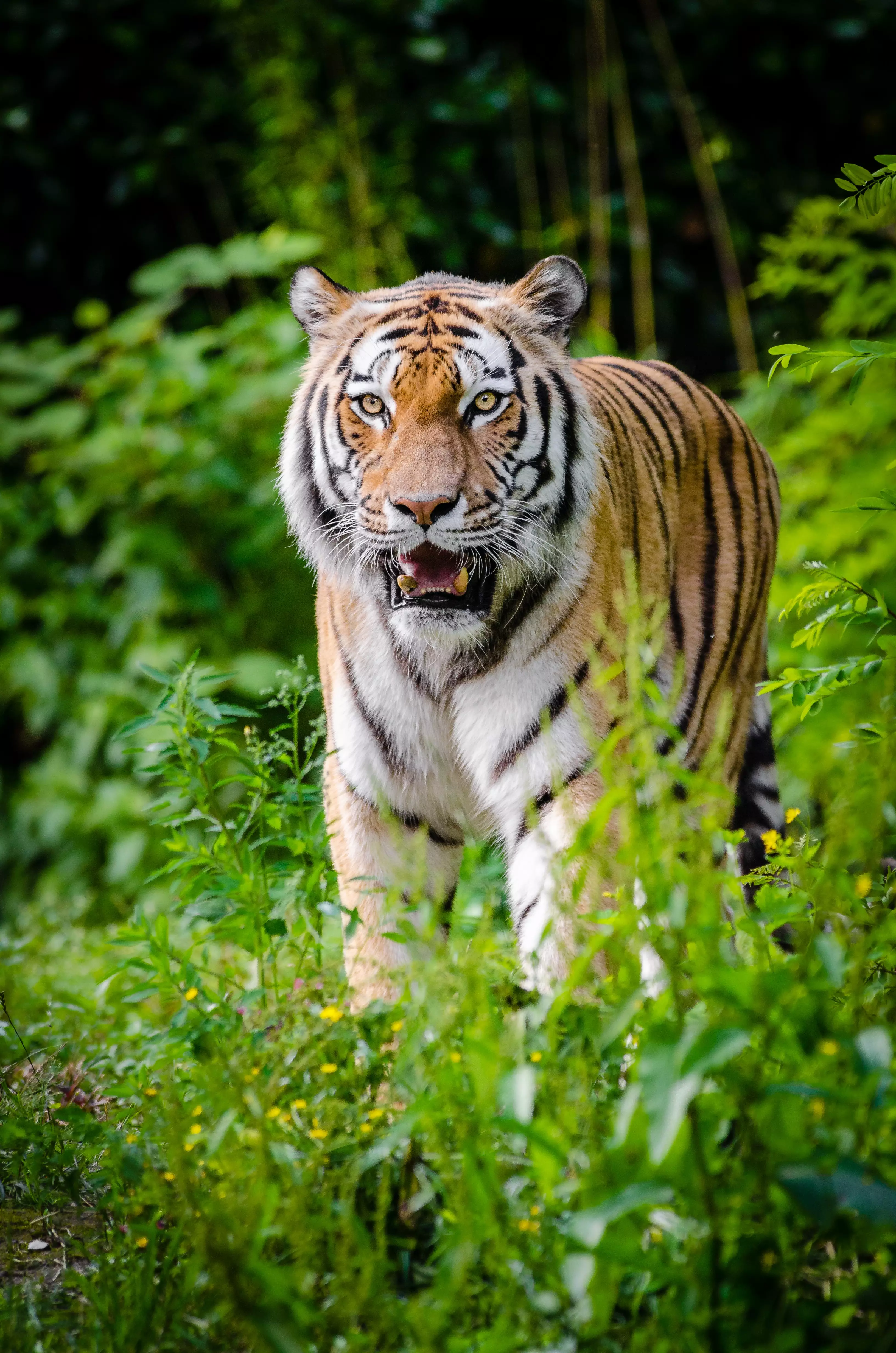 Madhya Pradesh has the largest number of tigers, totalling 526 (