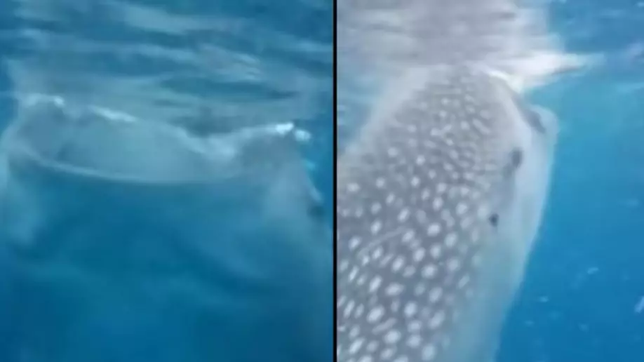 Tourist Almost Sucked In By Whale Shark As It Feeds In Amazing Close Encounter