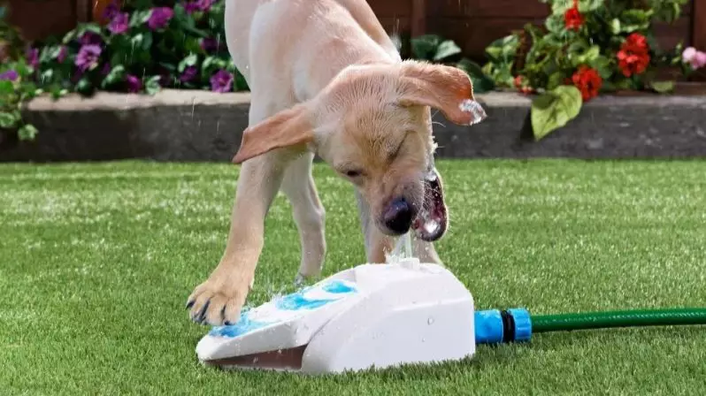 B&M Is Selling Water Fountains For Dogs They Can Use On Their Own