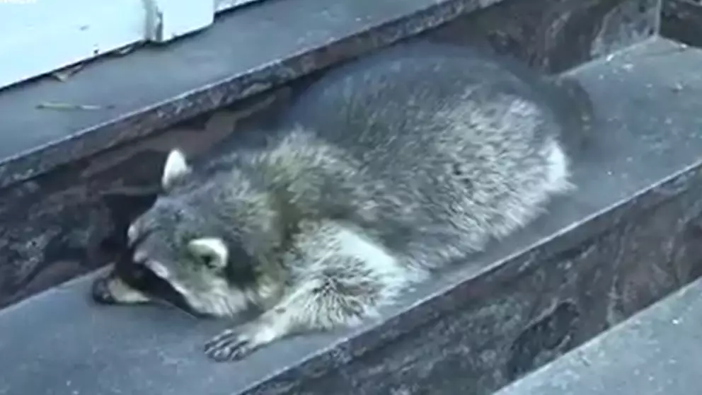 Raccoon Shot After Being Caught Drinking Mulled Wine In Christmas Market