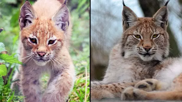 Lynx That Escaped From Wildlife Park Has Been 'Humanely Destroyed'