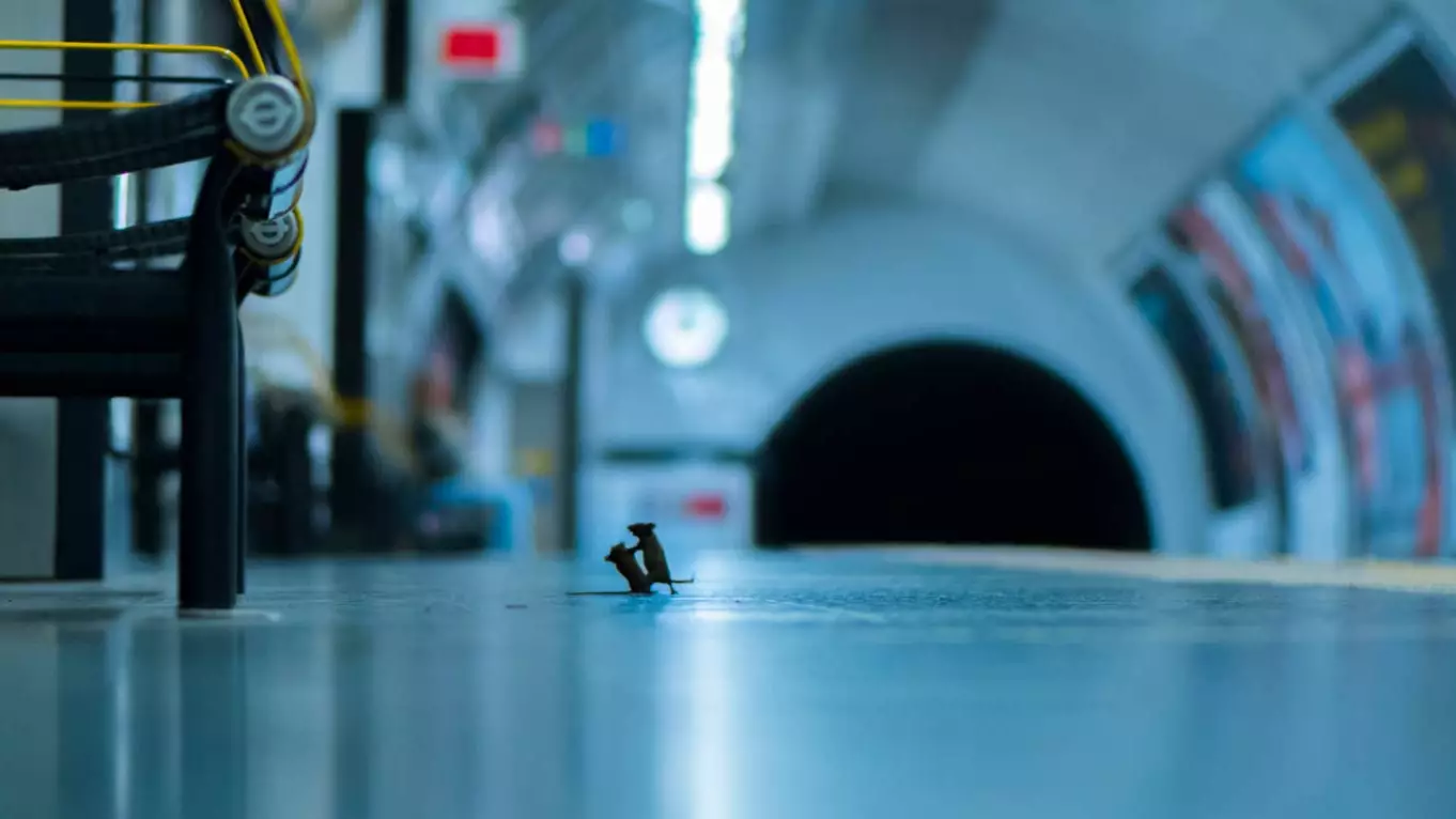Picture Of Mice Fighting At London Underground Wins Wildlife Photo Of The Year