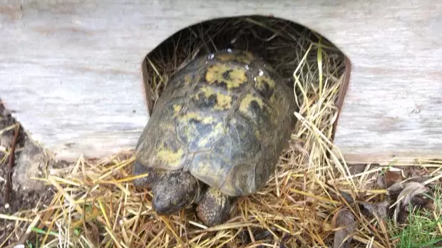 Tortoise Travels Six Miles To Local Zoo For Female