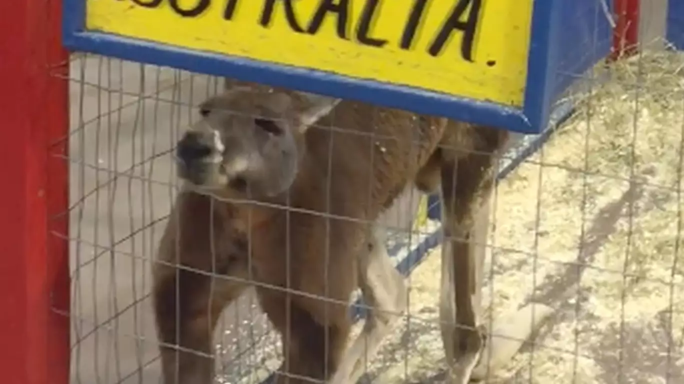 Petition Started To Get Kangaroo Out Of US Petting Zoo And Back To Australia