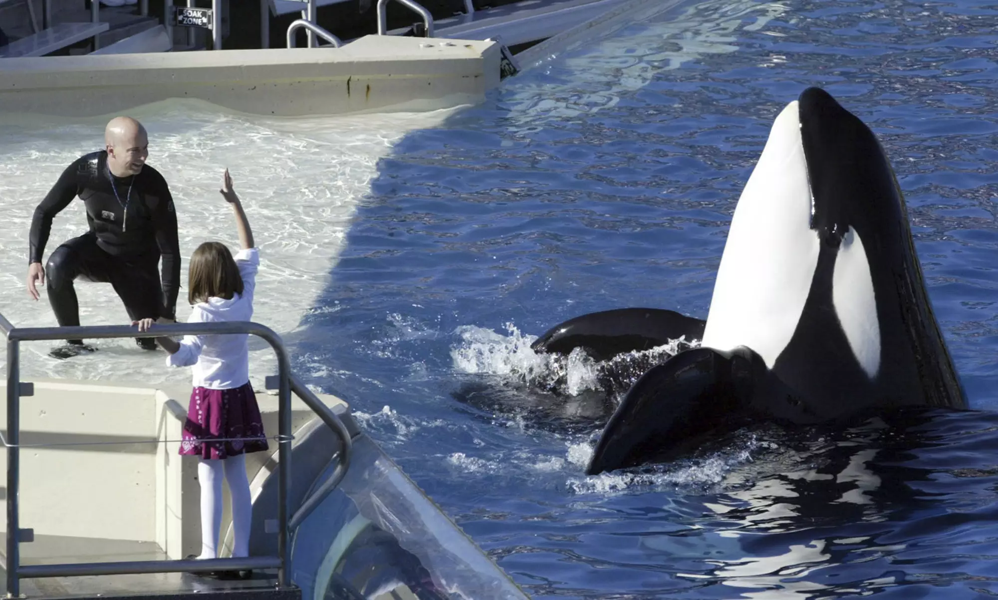 SeaWorld Has Announced It Will Be Stopping Killer Whale Shows