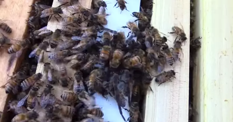 Spider Reckons He Can Start On These Honey Bees, Gets Slaughtered