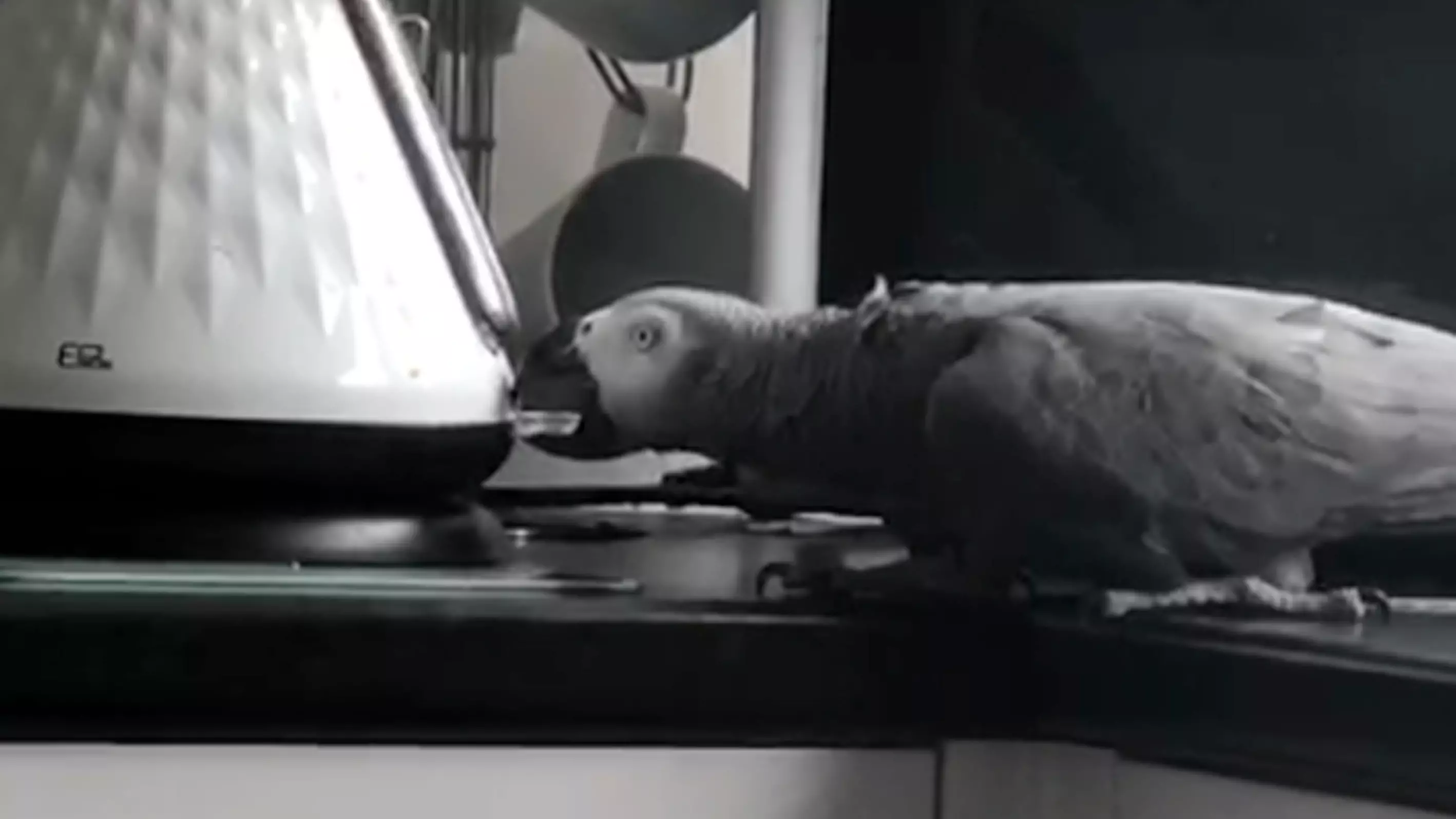 Parrot Asks Owner If She Wants A Brew And Puts Kettle On