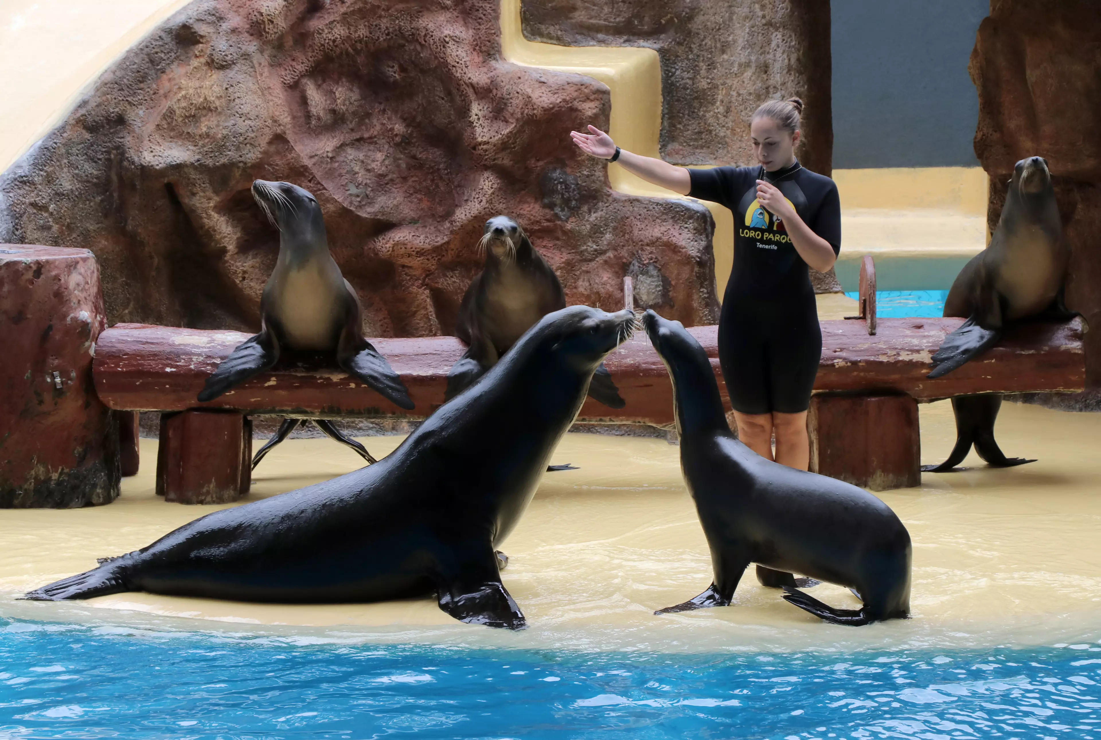Loro Parque will also be affected