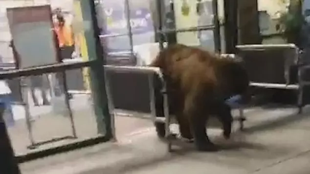 Woman Films Bear Stealing Packet Of Crisps From Californian Grocery Store