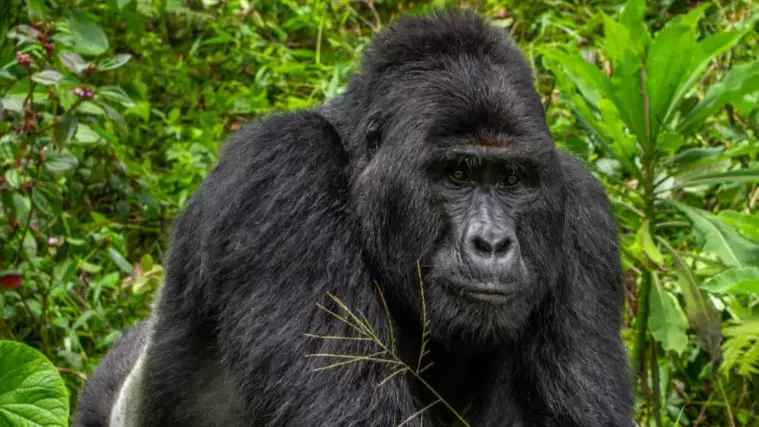 Well-Known And Rare Silverback Gorilla Killed By Hunters 