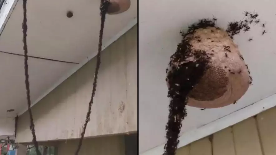 Unbelievable Footage Shows Millions Of Ants Building Bridge Together To Attack Wasp's Nest