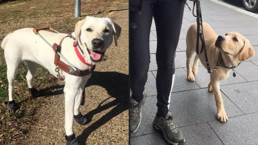 Sydney Man Charged With Kicking A Trainee Guide Dog