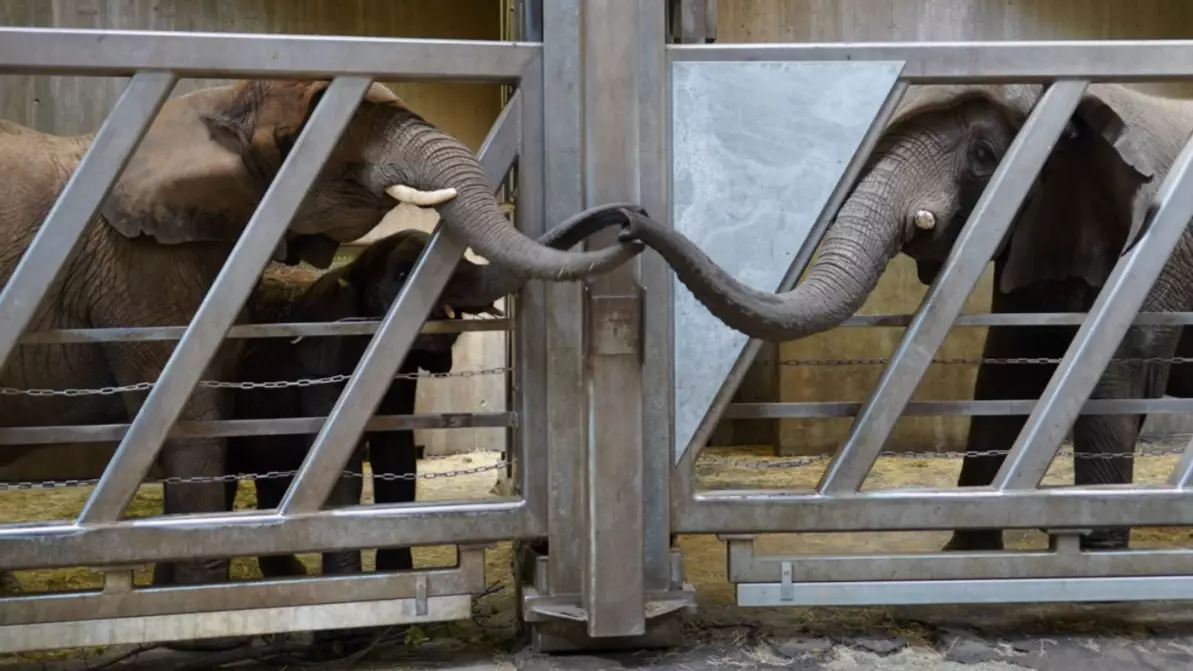 Adorable Moment Elephant Touches Trunks With Daughter And Granddaughter After Being Reunited