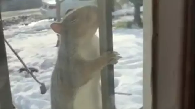 Aggressive Squirrels Terrorising And Injuring Residents In New York Neighbourhood