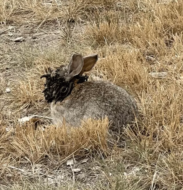 Expert reveals why there’s ‘zombie rabbits’ in US after viral photo ...