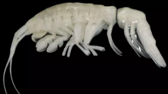 Amorph Alien Scientists discover terrifying alien-like creature they've named ...