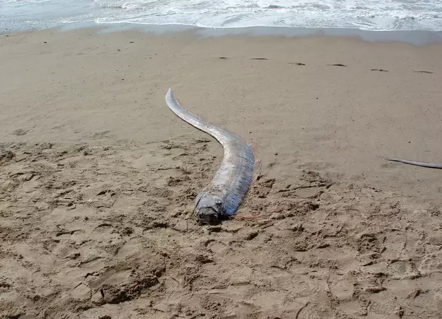 Fishermen catch terrifying 'doomsday fish' in rare sighting of deep-sea ...