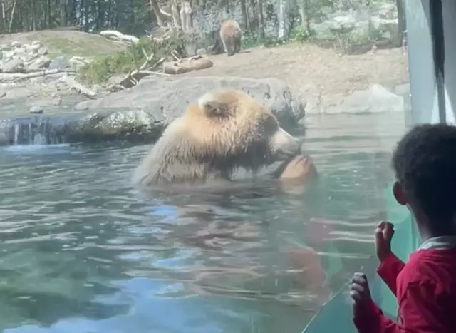 Children watch on in horror as bear eats family of ducklings in front