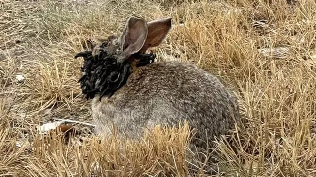 Experts issue warning as infected 'Frankenstein' rabbits with ...
