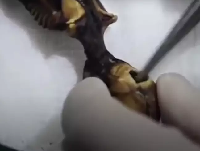 O pesquisador confirmou a verdade por trás da descoberta bizarra. Crédito: YouTube/Inverso
