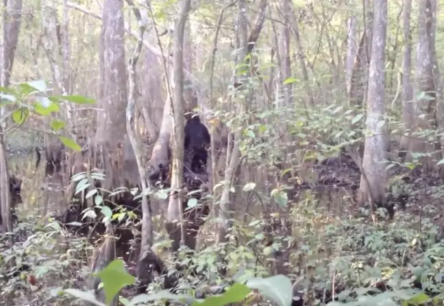 Assim que a criatura se ergueu, Josh imediatamente se afastou em disparada.