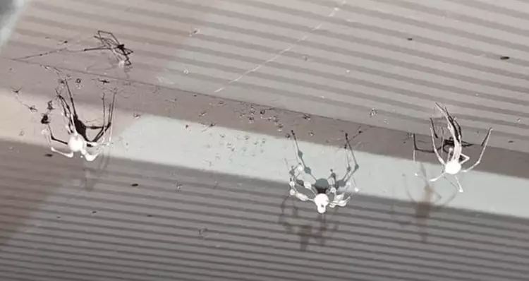 Atacking Spider Strange Infected ‘Zombie’ Spiders Invade US Homes — Scientists Sound ...