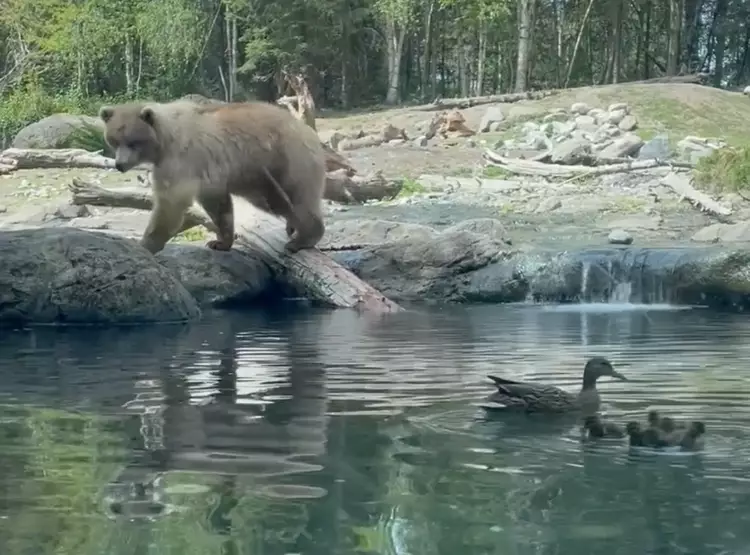 Children watch on in horror as bear eats family of ducklings at Seattle