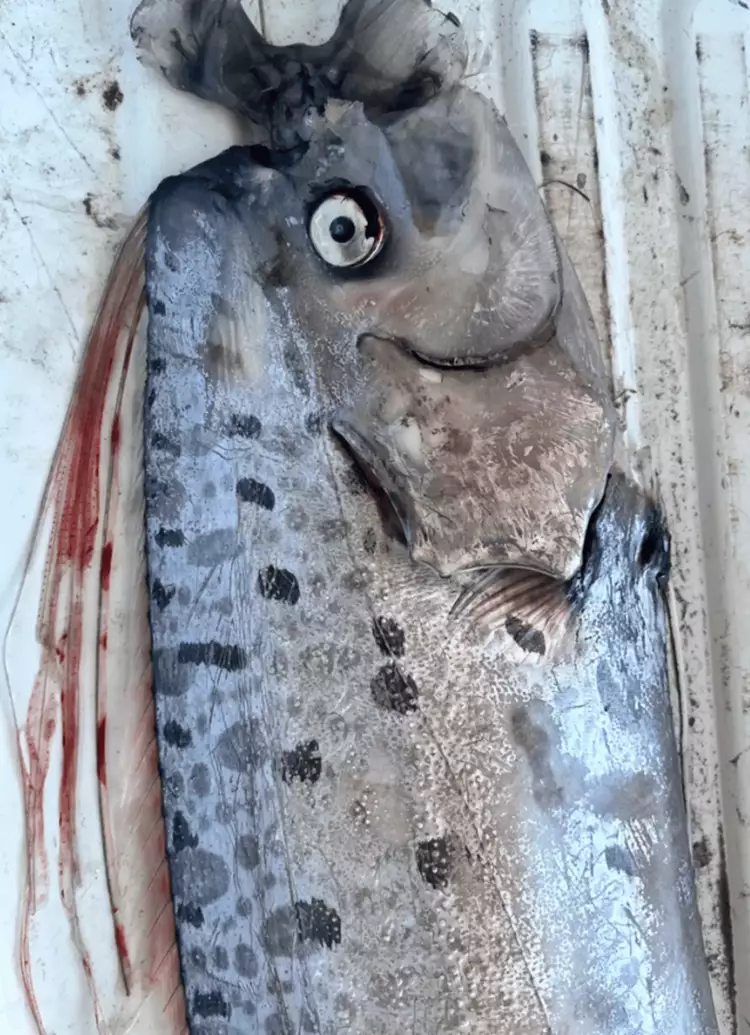 ‘Harbinger of doom’ fish appeared on coast two days before earthquake