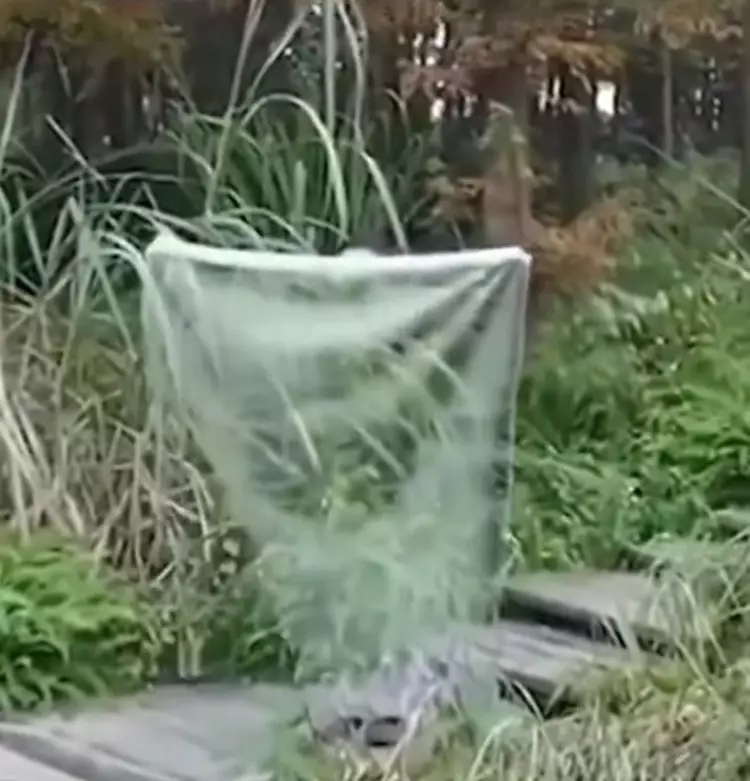 A real 'invisibility cloak' has been invented by Chinese scientists
