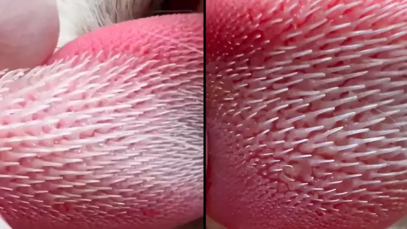 People are horrified after seeing what a domestic cat’s tongue looks ...