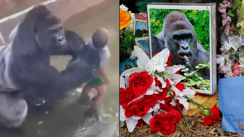 Harambe Rizz Mum of child who fell into Harambe's enclosure spoke out after incident ...