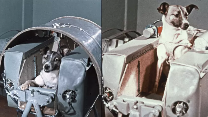 Heartbreaking mystery of first ever space dog who would tragically ...